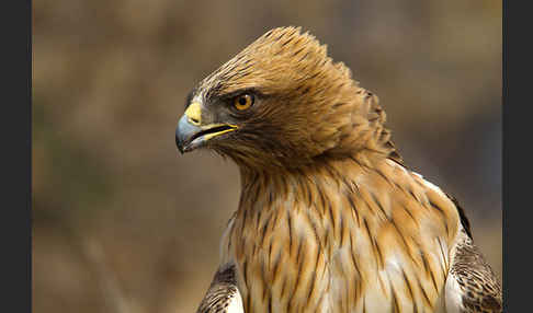 Zwergadler (Aquila pennata)