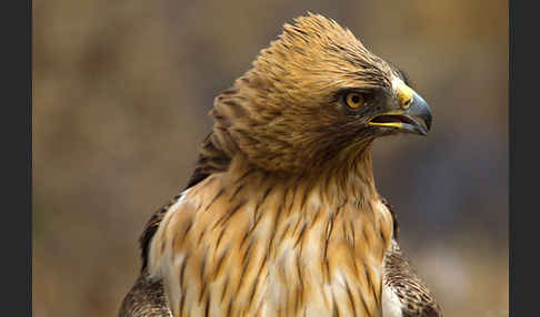 Zwergadler (Aquila pennata)