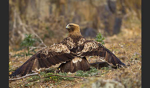 Zwergadler (Aquila pennata)