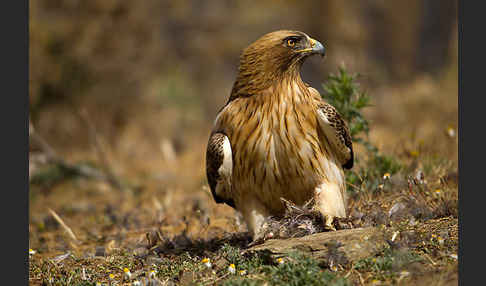 Zwergadler (Aquila pennata)