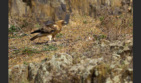 Zwergadler (Aquila pennata)