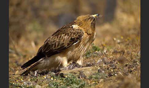 Zwergadler (Aquila pennata)