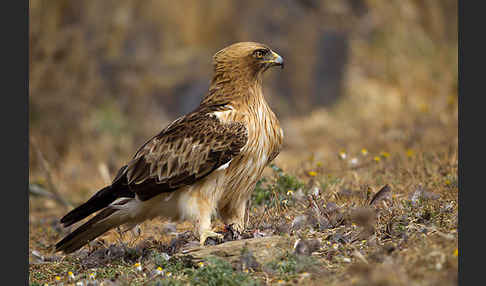 Zwergadler (Aquila pennata)