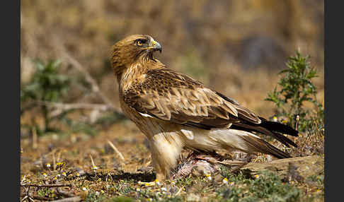 Zwergadler (Aquila pennata)