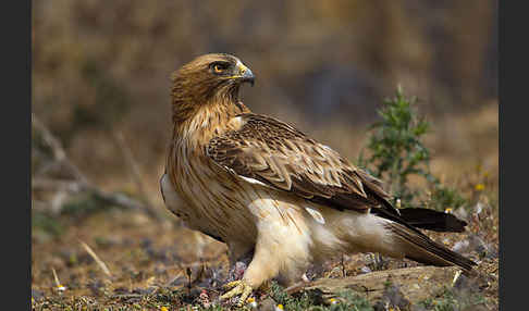 Zwergadler (Aquila pennata)