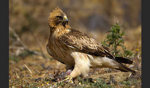 Zwergadler (Aquila pennata)