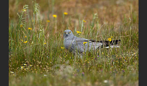 Wiesenweihe (Circus pygargus)