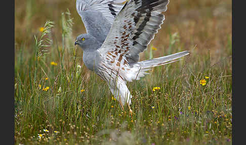 Wiesenweihe (Circus pygargus)