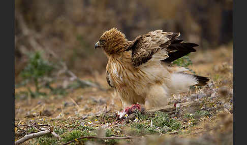 Zwergadler (Aquila pennata)