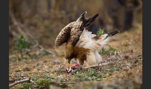 Zwergadler (Aquila pennata)