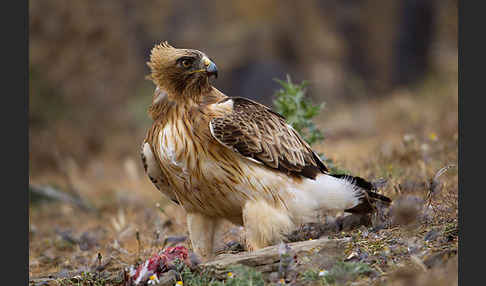 Zwergadler (Aquila pennata)