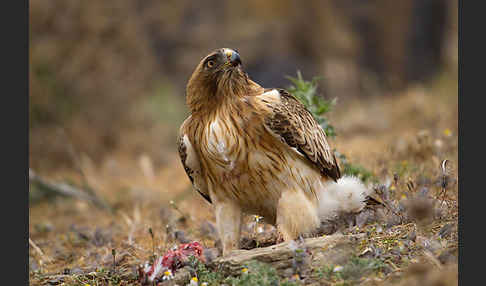 Zwergadler (Aquila pennata)