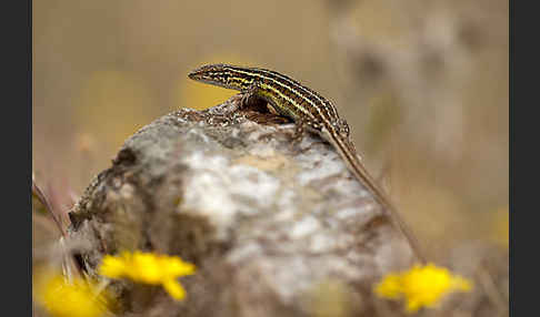 Spanischer Sandläufer (Psammodromus hispanicus)