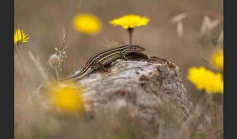 Spanischer Sandläufer (Psammodromus hispanicus)