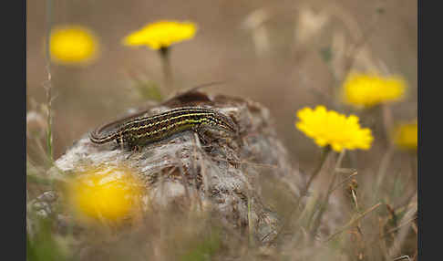 Spanischer Sandläufer (Psammodromus hispanicus)