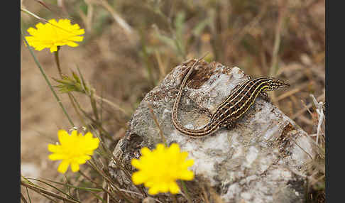 Spanischer Sandläufer (Psammodromus hispanicus)