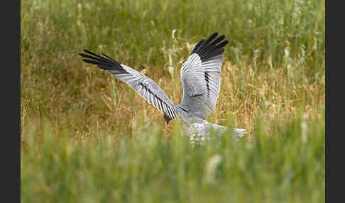 Wiesenweihe (Circus pygargus)