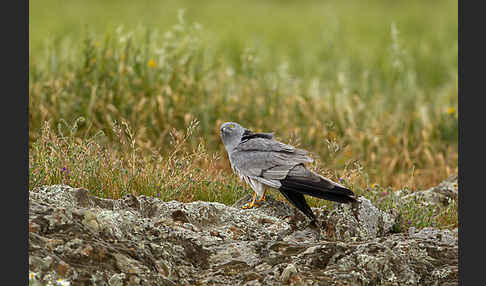 Wiesenweihe (Circus pygargus)