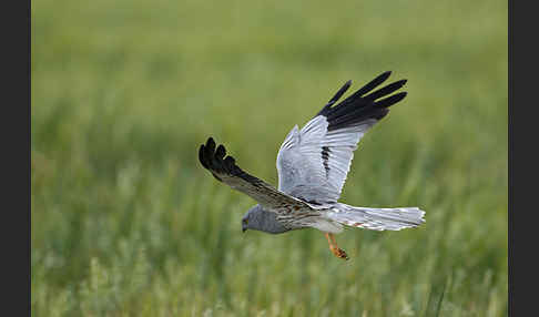 Wiesenweihe (Circus pygargus)