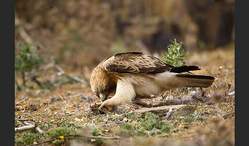 Zwergadler (Aquila pennata)