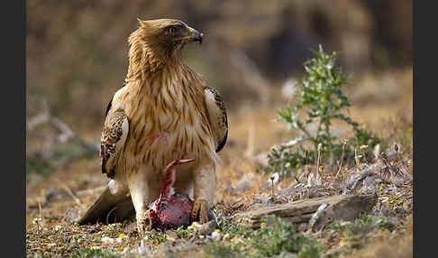 Zwergadler (Aquila pennata)