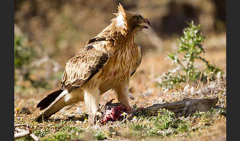 Zwergadler (Aquila pennata)