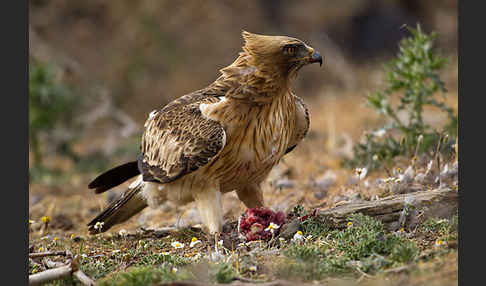 Zwergadler (Aquila pennata)