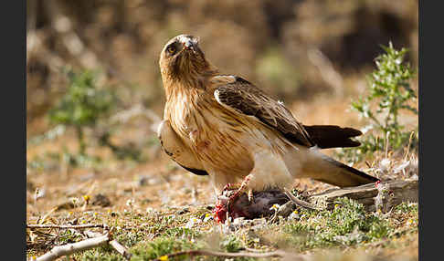 Zwergadler (Aquila pennata)