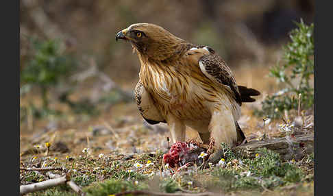 Zwergadler (Aquila pennata)