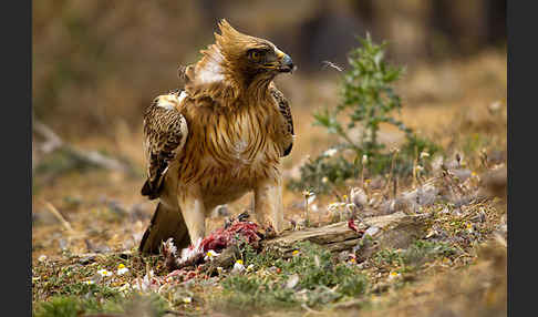 Zwergadler (Aquila pennata)