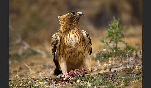 Zwergadler (Aquila pennata)