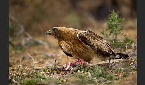 Zwergadler (Aquila pennata)