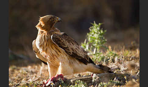 Zwergadler (Aquila pennata)