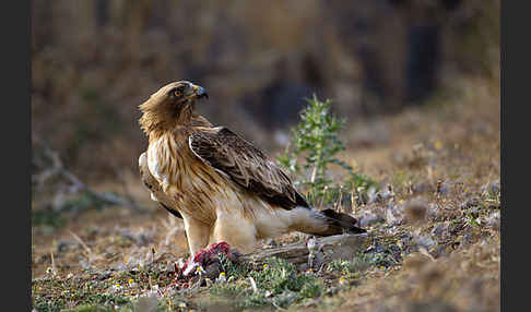 Zwergadler (Aquila pennata)