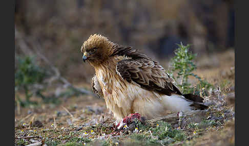 Zwergadler (Aquila pennata)