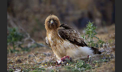 Zwergadler (Aquila pennata)