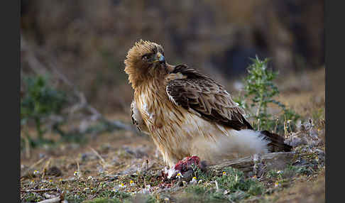 Zwergadler (Aquila pennata)