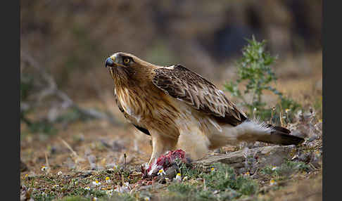 Zwergadler (Aquila pennata)