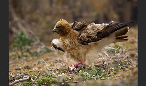 Zwergadler (Aquila pennata)