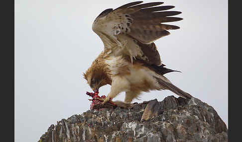 Zwergadler (Aquila pennata)