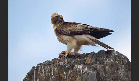 Zwergadler (Aquila pennata)