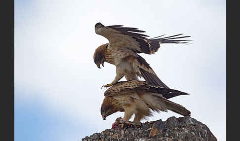 Zwergadler (Aquila pennata)