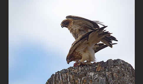 Zwergadler (Aquila pennata)