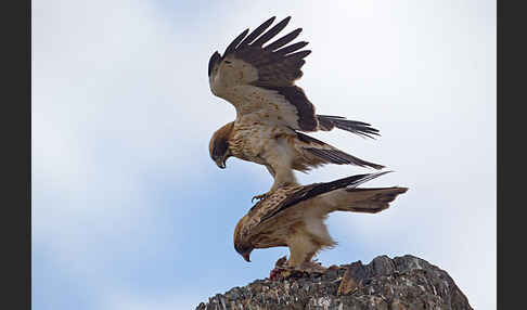 Zwergadler (Aquila pennata)