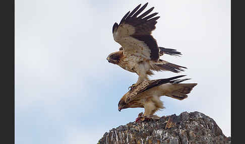 Zwergadler (Aquila pennata)