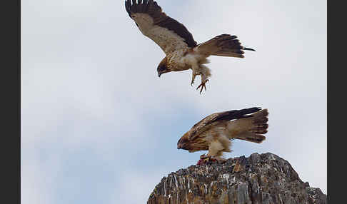 Zwergadler (Aquila pennata)