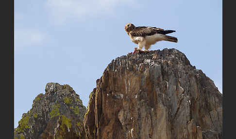 Zwergadler (Aquila pennata)