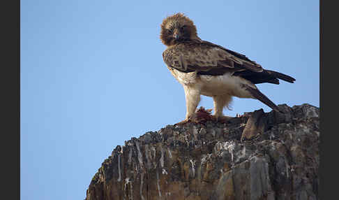 Zwergadler (Aquila pennata)