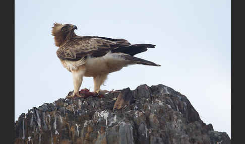 Zwergadler (Aquila pennata)