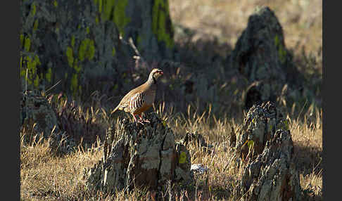 Rothuhn (Alectoris rufa)